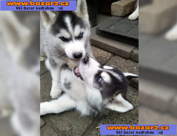 Sibiřský husky – 3 fenky a 3 pejsci s PP k odběru