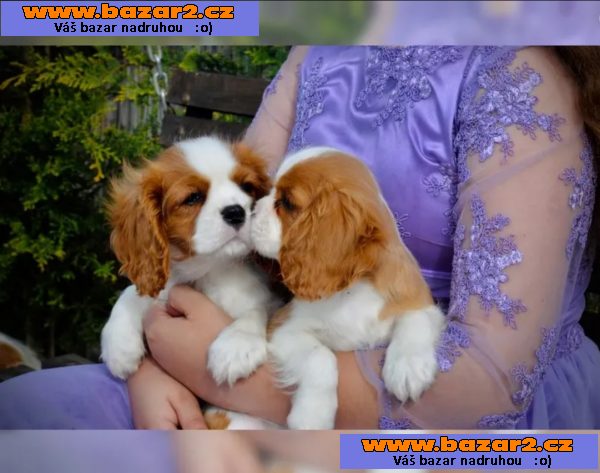 Kavalír King Charles španěl Štěňata