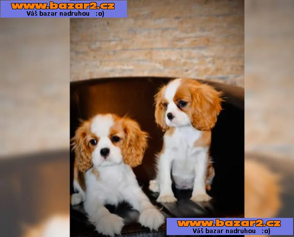 Kavalír King Charles španěl Štěňata