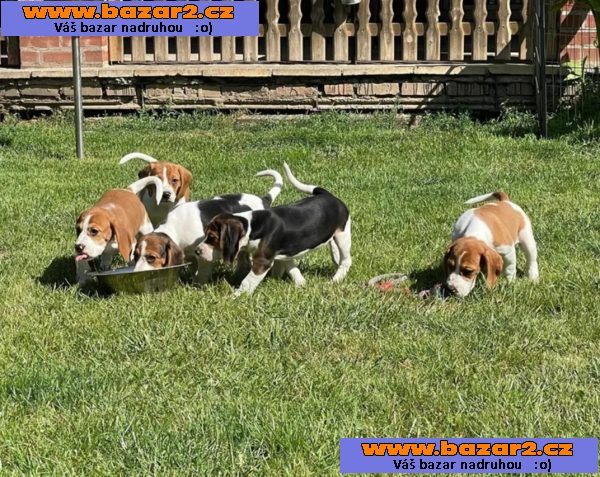Beagle - štěňátka s PP - ihned k odběru