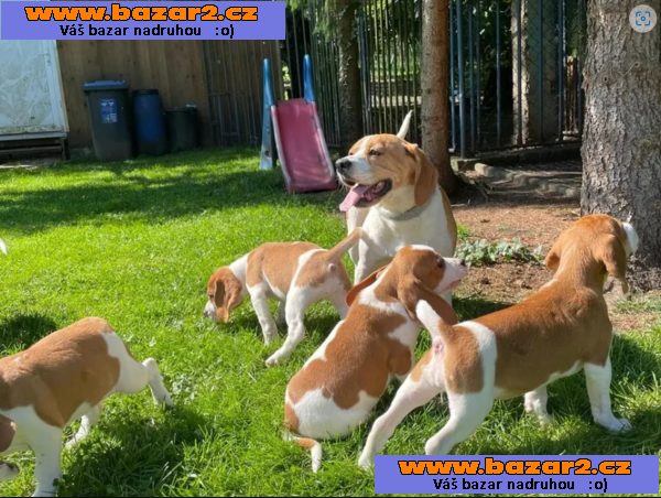 Beagle - štěňátka s PP - ihned k odběru