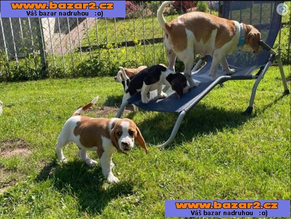 Beagle - štěňátka s PP - ihned k odběru