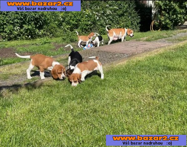 Beagle - štěňátka s PP - ihned k odběru