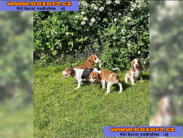 Beagle - štěňátka s PP - ihned k odběru