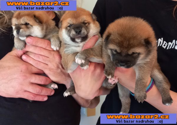 Shiba Inu