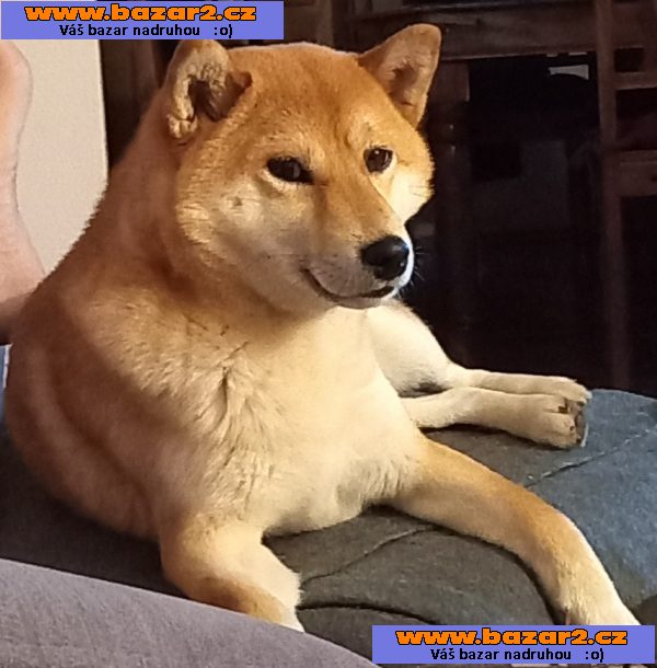 Shiba Inu