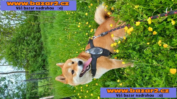 Shiba Inu
