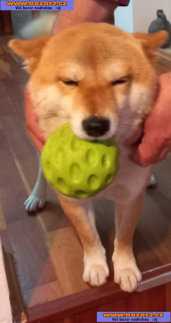 Shiba Inu