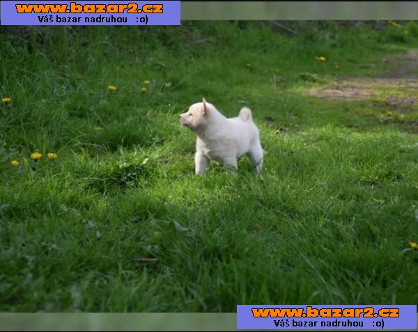 Prodej štěňat Shiba inu
