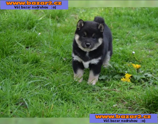 Prodej štěňat Shiba inu