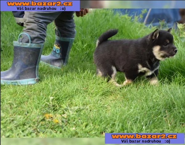 Prodej štěňat Shiba inu