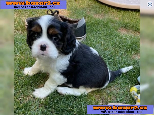 Cavalier King Charles Spaniel