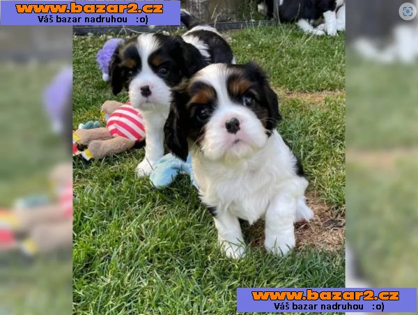 Cavalier King Charles Spaniel