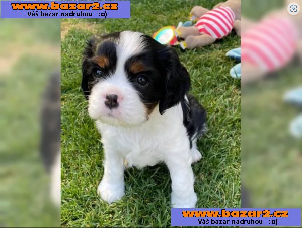 Cavalier King Charles Spaniel