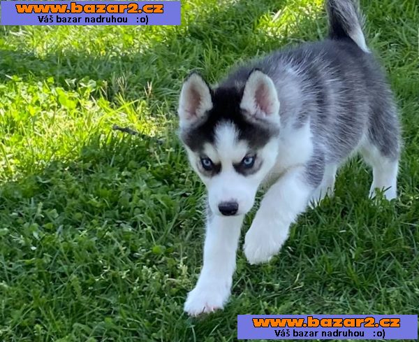 Sibiřský husky pejsek s PP