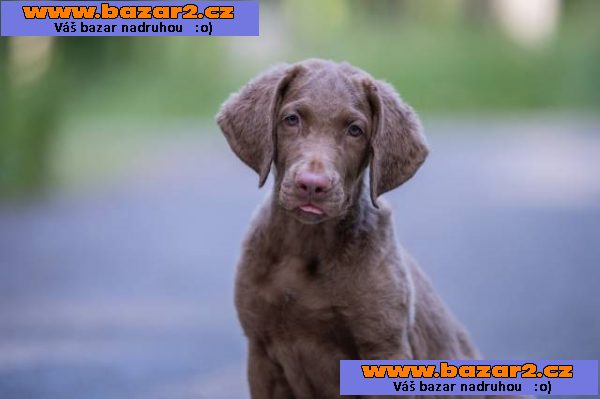 Chesapeake bay retriever s PP(jako hnědý labrador)