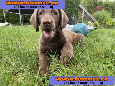 Chesapeake bay retriever s PP(jako hnědý labrador)