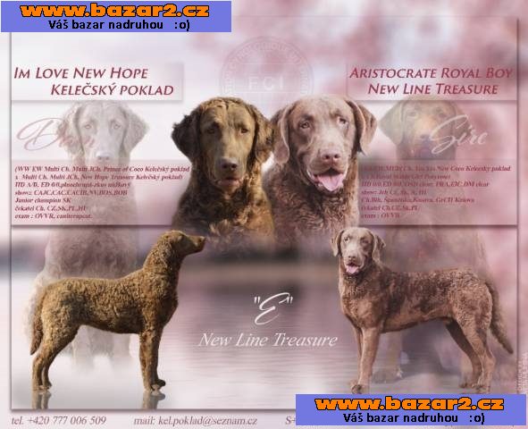 Chesapeake bay retriever s PP(jako hnědý labrador)