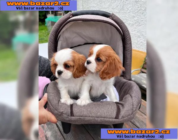 Mini Kavalír King Charles španěl