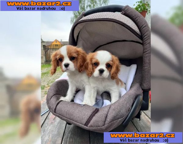 Mini Kavalír King Charles španěl