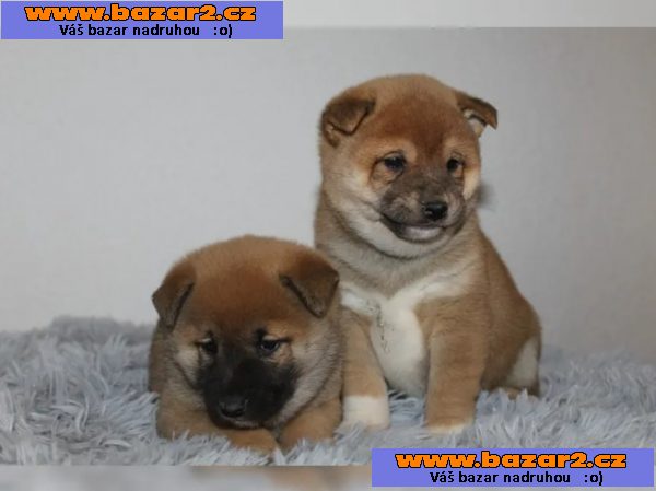 Shiba Inu Praha