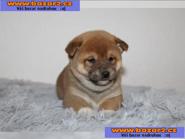 Shiba Inu Praha