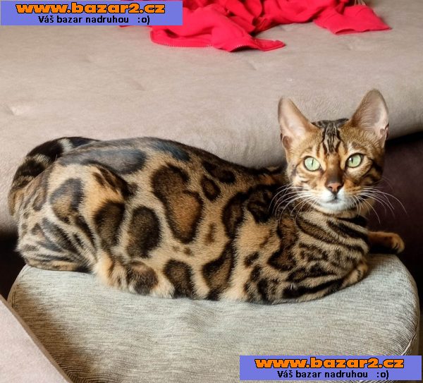 Bengálská koťata na prodej