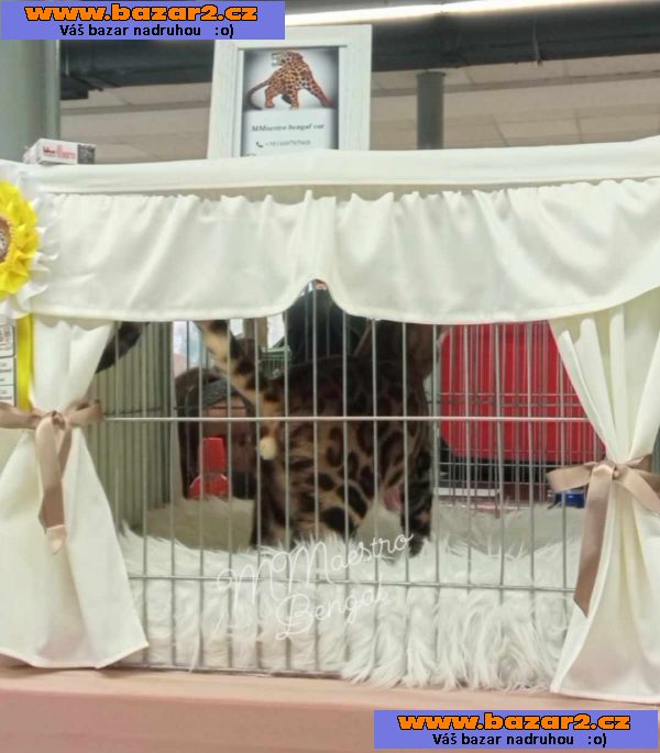 Bengálská koťata na prodej