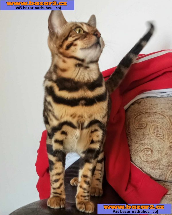 Bengálská koťata na prodej