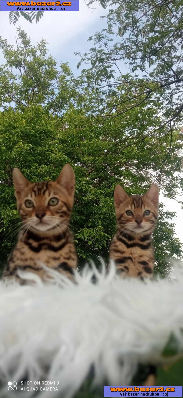 Bengálská koťata na prodej