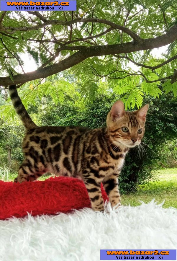 Bengálská koťata na prodej