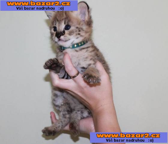 Savannah koťátka serval a caracal 4 týdny stará.
