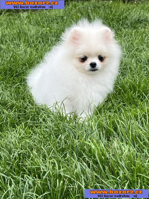 Německý špic/ Pomeranian s pp ~ pejsky