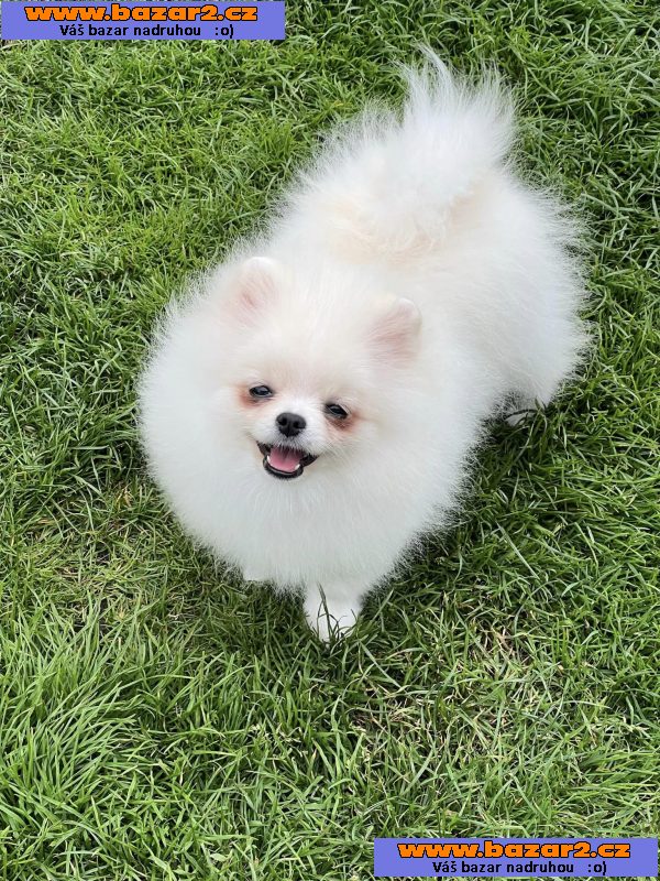 Německý špic/ Pomeranian s pp ~ pejsky