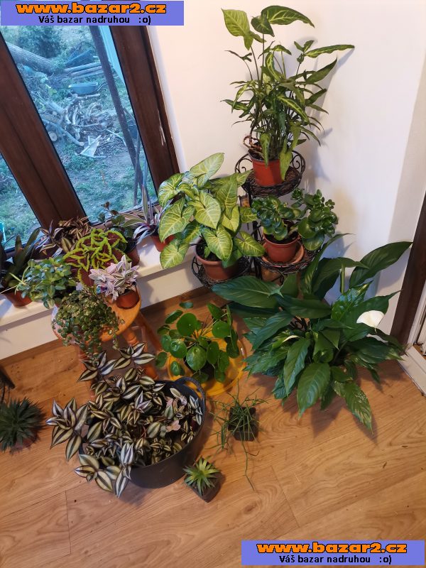 Pokojové rostliny, Vodenka, Zelence, kapradi, sukulenty