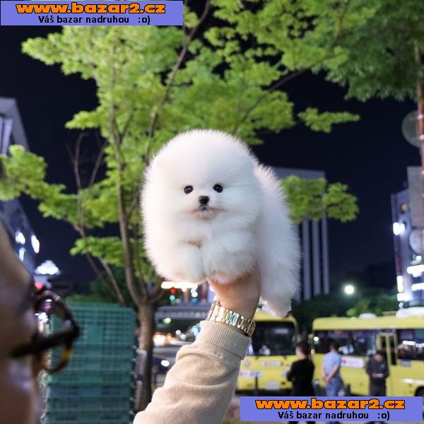Mini pomeranian - štenata Fenku