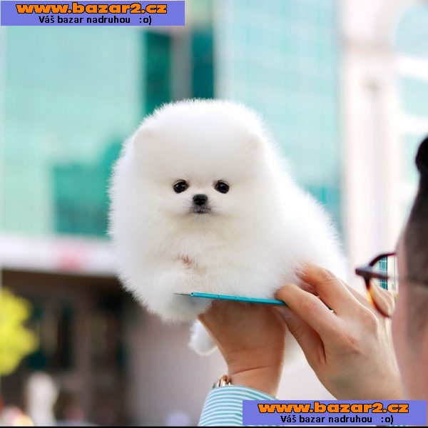 Mini pomeranian - štenata Fenku