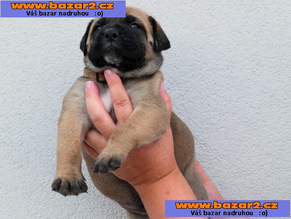 Bulmastif bullmastif bulmastiv bullmastiff   Bul  Bull