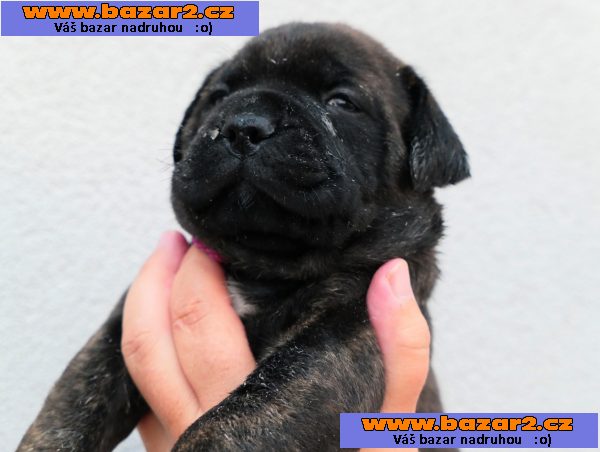 Bulmastif bullmastif bulmastiv bullmastiff   Bul  Bull