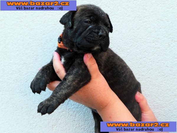 Bulmastif bullmastif bulmastiv bullmastiff   Bul  Bull