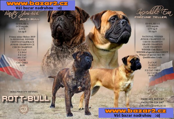 Bulmastif bullmastif bulmastiv bullmastiff   Bul  Bull