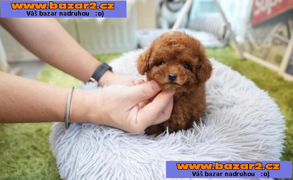 Gorgeous Tiny toy poodle
