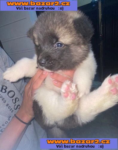 Full Pedigree American Akita 