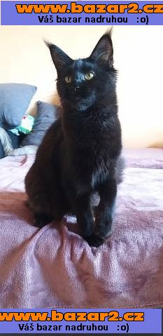Maine Coon (Majska mývalí)