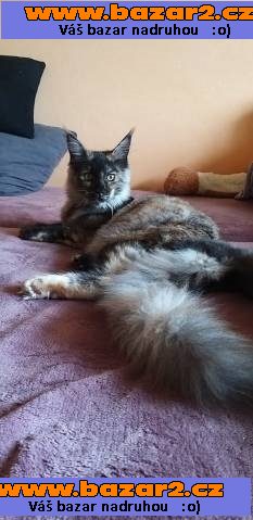 Maine Coon (Majska mývalí)