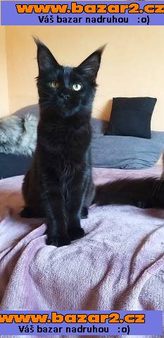 Maine Coon (Majska mývalí)