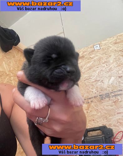 Výstavní výstava Standard Champion Bloodline Akita štěně