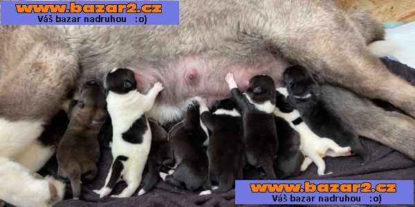 Výstavní výstava Standard Champion Bloodline Akita štěně