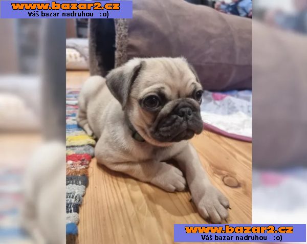 Mops štěňata bez PP