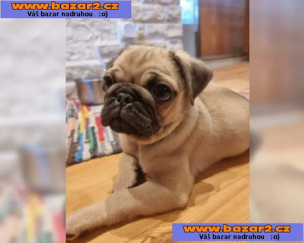 Mops štěňata bez PP